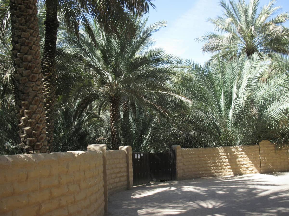 Al Ain Oasis & Camel Market